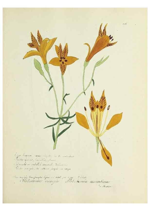 Reproducción/Reproduction 49501396821: Flore universelle. Saint-Denis :Au Bureau et chez Meilhac :[1848]-[1849]. 
