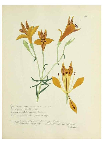 Reproducción/Reproduction 49501396821: Flore universelle. Saint-Denis :Au Bureau et chez Meilhac :[1848]-[1849]. 