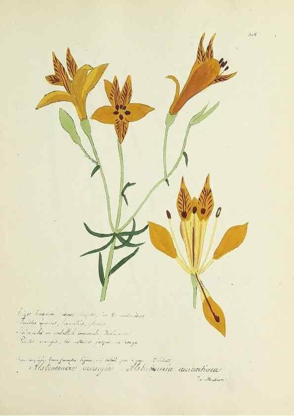 Reproducción/Reproduction 49501396821: Flore universelle. Saint-Denis :Au Bureau et chez Meilhac :[1848]-[1849]. 
