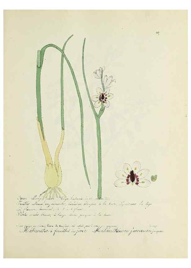 Reproducción/Reproduction 49500892583: Flore universelle. Saint-Denis :Au Bureau et chez Meilhac :[1848]-[1849]. 