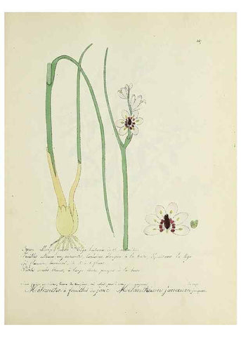Reproducción/Reproduction 49500892583: Flore universelle. Saint-Denis :Au Bureau et chez Meilhac :[1848]-[1849]. 