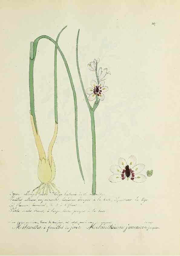 Reproducción/Reproduction 49500892583: Flore universelle. Saint-Denis :Au Bureau et chez Meilhac :[1848]-[1849]. 