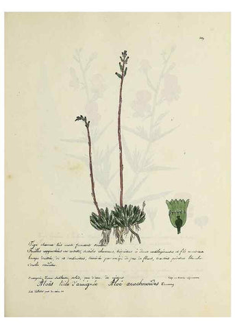 Reproducción/Reproduction 49500890193: Flore universelle. Saint-Denis :Au Bureau et chez Meilhac :[1848]-[1849]. 