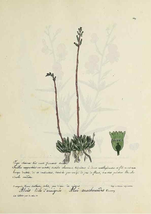 Reproducción/Reproduction 49500890193: Flore universelle. Saint-Denis :Au Bureau et chez Meilhac :[1848]-[1849]. 