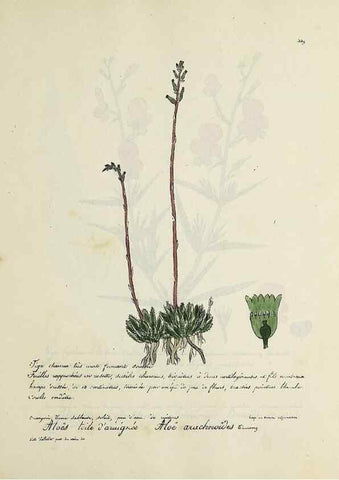 Reproducción/Reproduction 49500890193: Flore universelle. Saint-Denis :Au Bureau et chez Meilhac :[1848]-[1849]. 