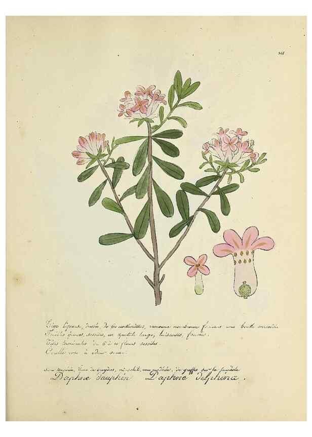 Reproducción/Reproduction 49501397391: Flore universelle. Saint-Denis :Au Bureau et chez Meilhac :[1848]-[1849]. 