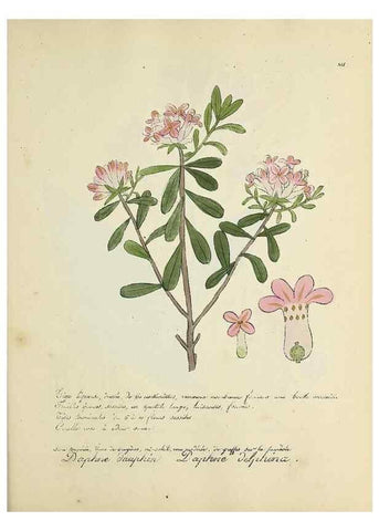 Reproducción/Reproduction 49501397391: Flore universelle. Saint-Denis :Au Bureau et chez Meilhac :[1848]-[1849]. 
