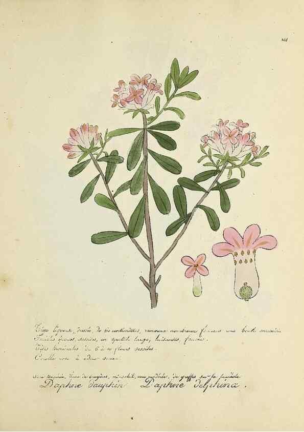 Reproducción/Reproduction 49501397391: Flore universelle. Saint-Denis :Au Bureau et chez Meilhac :[1848]-[1849]. 