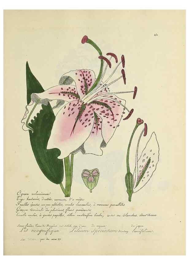 Reproducción/Reproduction 49501622327: Flore universelle. Saint-Denis :Au Bureau et chez Meilhac :[1848]-[1849]. 