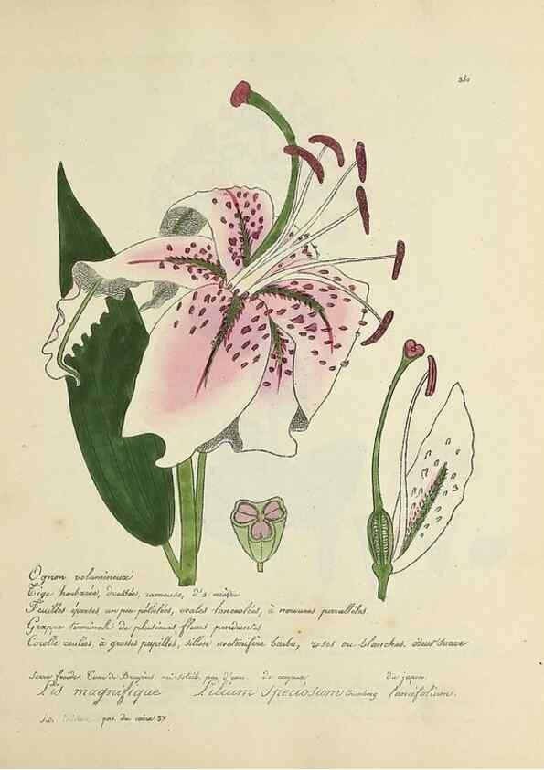 Reproducción/Reproduction 49501622327: Flore universelle. Saint-Denis :Au Bureau et chez Meilhac :[1848]-[1849]. 