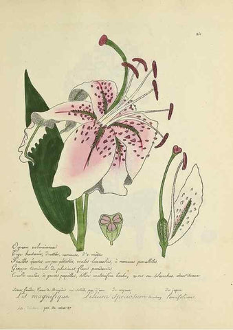 Reproducción/Reproduction 49501622327: Flore universelle. Saint-Denis :Au Bureau et chez Meilhac :[1848]-[1849]. 
