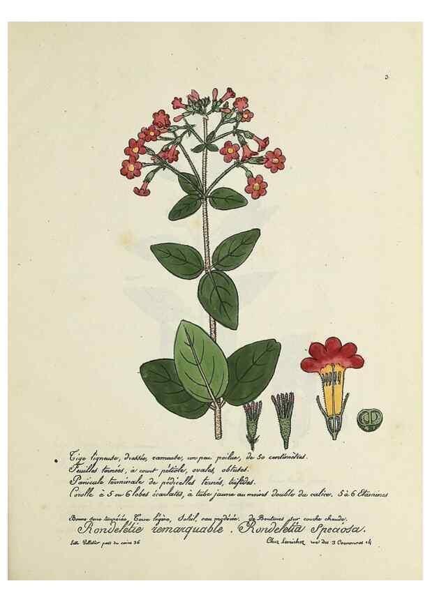 Reproducción/Reproduction 49500893818: Flore universelle. Saint-Denis :Au Bureau et chez Meilhac :[1848]-[1849]. 