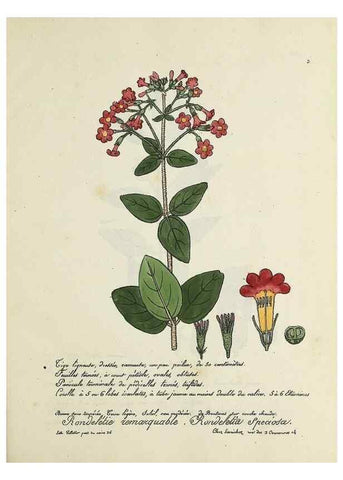 Reproducción/Reproduction 49500893818: Flore universelle. Saint-Denis :Au Bureau et chez Meilhac :[1848]-[1849]. 