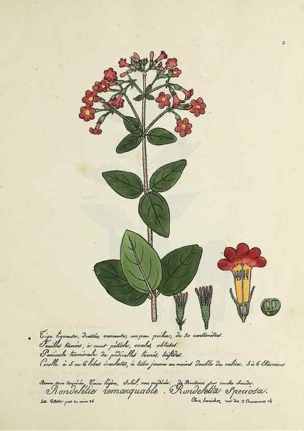 Reproducción/Reproduction 49500893818: Flore universelle. Saint-Denis :Au Bureau et chez Meilhac :[1848]-[1849]. 