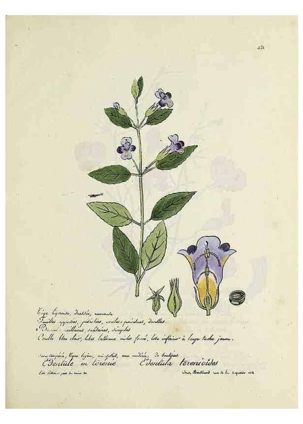 Reproducción/Reproduction 49500894073: Flore universelle. Saint-Denis :Au Bureau et chez Meilhac :[1848]-[1849]. 