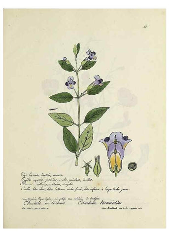 Reproducción/Reproduction 49500894073: Flore universelle. Saint-Denis :Au Bureau et chez Meilhac :[1848]-[1849]. 