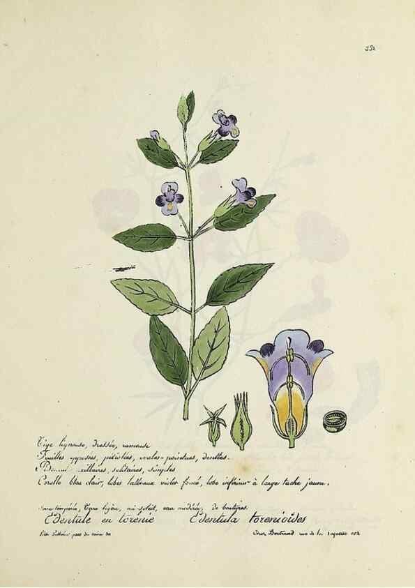 Reproducción/Reproduction 49500894073: Flore universelle. Saint-Denis :Au Bureau et chez Meilhac :[1848]-[1849]. 