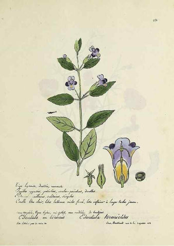 Reproducción/Reproduction 49500894073: Flore universelle. Saint-Denis :Au Bureau et chez Meilhac :[1848]-[1849]. 
