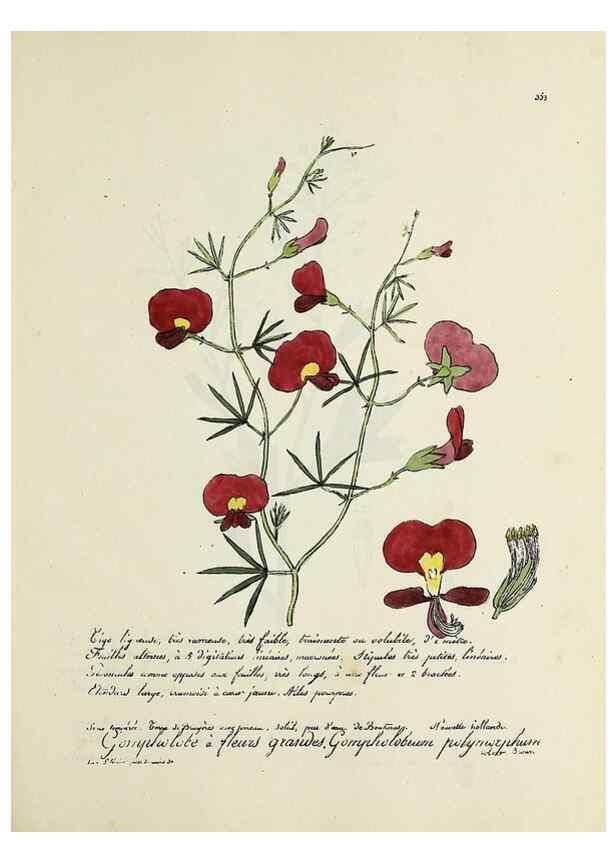 Reproducción/Reproduction 49501623187: Flore universelle. Saint-Denis :Au Bureau et chez Meilhac :[1848]-[1849]. 