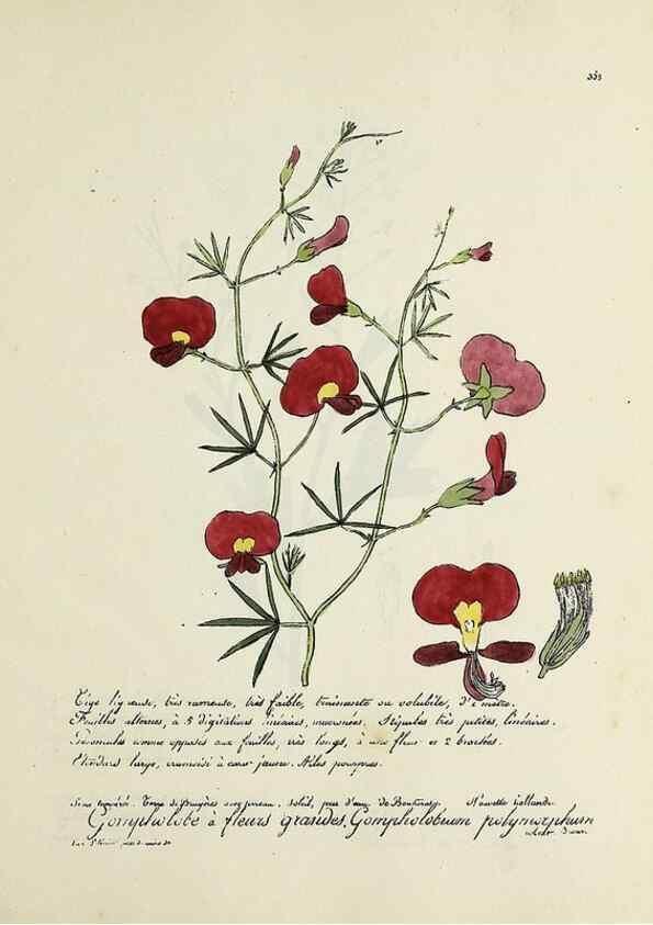 Reproducción/Reproduction 49501623187: Flore universelle. Saint-Denis :Au Bureau et chez Meilhac :[1848]-[1849]. 