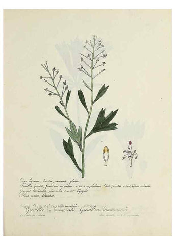 Reproducción/Reproduction 49500894733: Flore universelle. Saint-Denis :Au Bureau et chez Meilhac :[1848]-[1849]. 