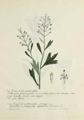 Reproducción/Reproduction 49500894733: Flore universelle. Saint-Denis :Au Bureau et chez Meilhac :[1848]-[1849]. 