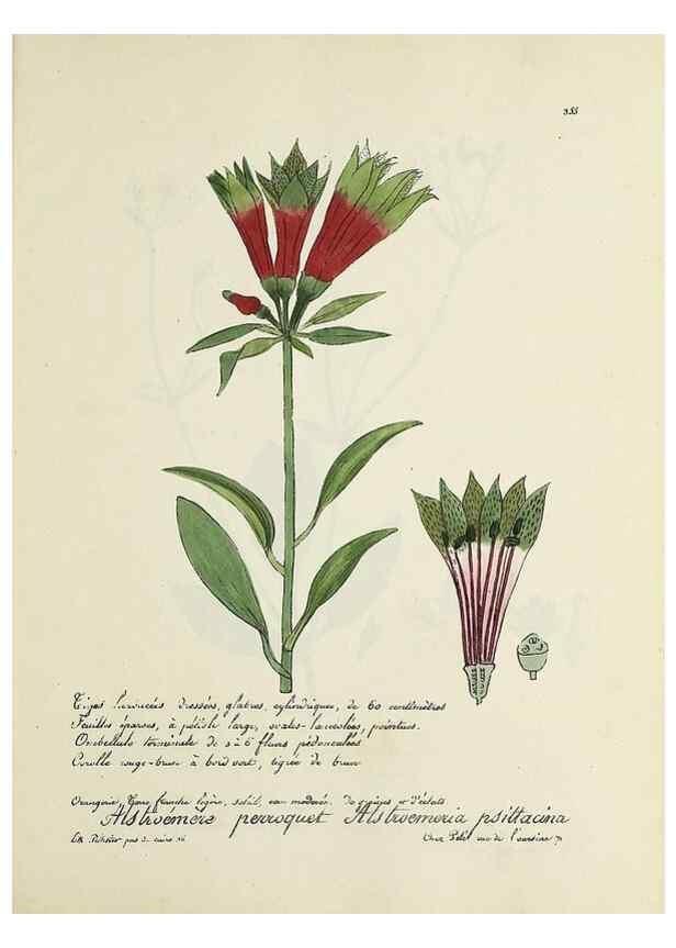 Reproducción/Reproduction 49501623802: Flore universelle. Saint-Denis :Au Bureau et chez Meilhac :[1848]-[1849]. 