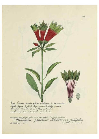 Reproducción/Reproduction 49501623802: Flore universelle. Saint-Denis :Au Bureau et chez Meilhac :[1848]-[1849]. 