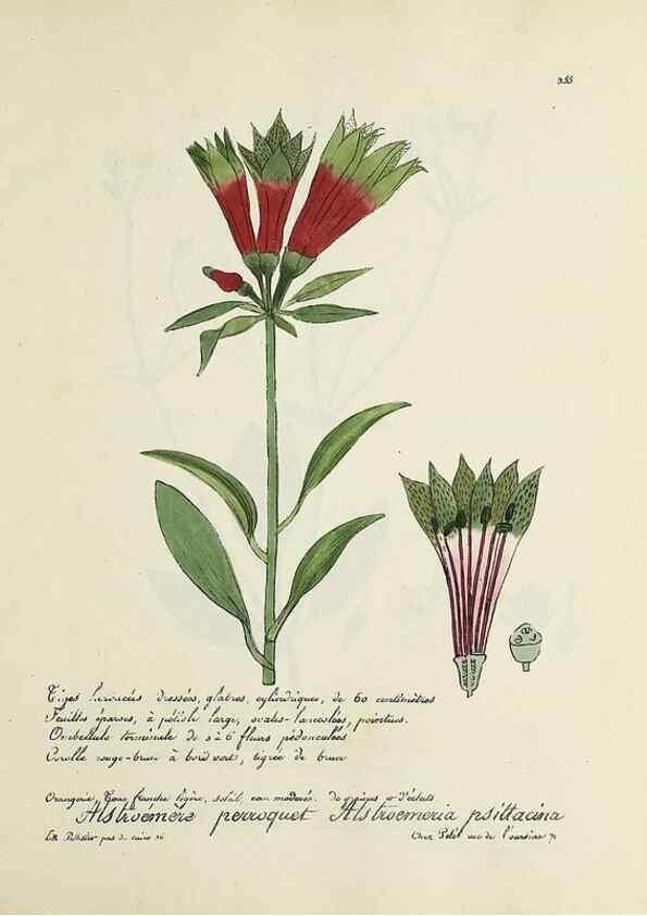Reproducción/Reproduction 49501623802: Flore universelle. Saint-Denis :Au Bureau et chez Meilhac :[1848]-[1849]. 