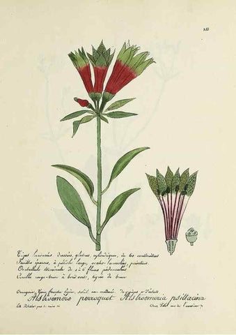 Reproducción/Reproduction 49501623802: Flore universelle. Saint-Denis :Au Bureau et chez Meilhac :[1848]-[1849]. 