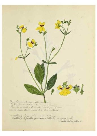 Reproducción/Reproduction 49501399826: Flore universelle. Saint-Denis :Au Bureau et chez Meilhac :[1848]-[1849]. 