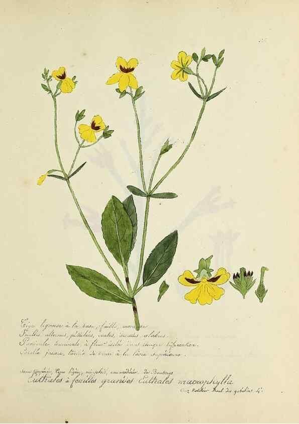 Reproducción/Reproduction 49501399826: Flore universelle. Saint-Denis :Au Bureau et chez Meilhac :[1848]-[1849]. 