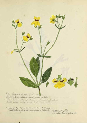 Reproducción/Reproduction 49501399826: Flore universelle. Saint-Denis :Au Bureau et chez Meilhac :[1848]-[1849]. 