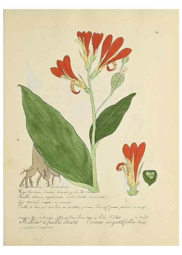 Reproducción/Reproduction 49501397726: Flore universelle. Saint-Denis :Au Bureau et chez Meilhac :[1848]-[1849]. 