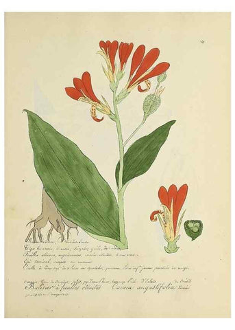 Reproducción/Reproduction 49501397726: Flore universelle. Saint-Denis :Au Bureau et chez Meilhac :[1848]-[1849]. 