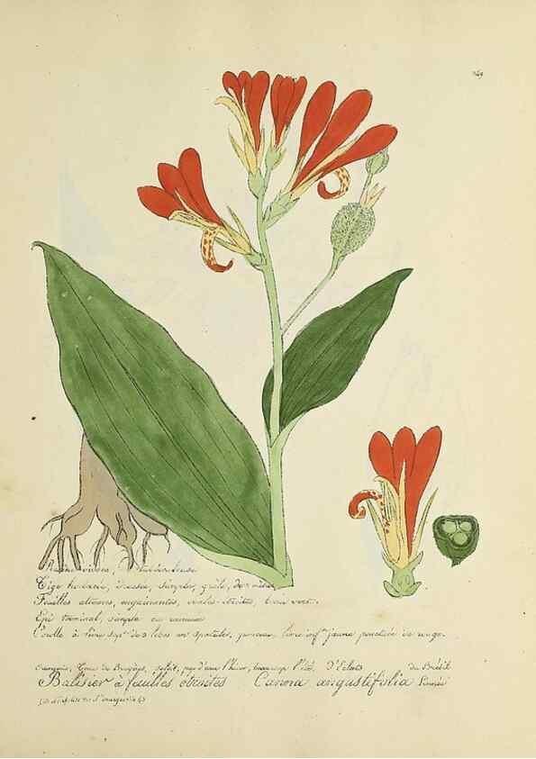 Reproducción/Reproduction 49501397726: Flore universelle. Saint-Denis :Au Bureau et chez Meilhac :[1848]-[1849]. 