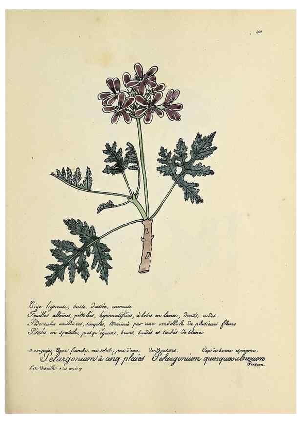 Reproducción/Reproduction 49501383681: Flore universelle. Saint-Denis :Au Bureau et chez Meilhac :[1848]-[1849]. 