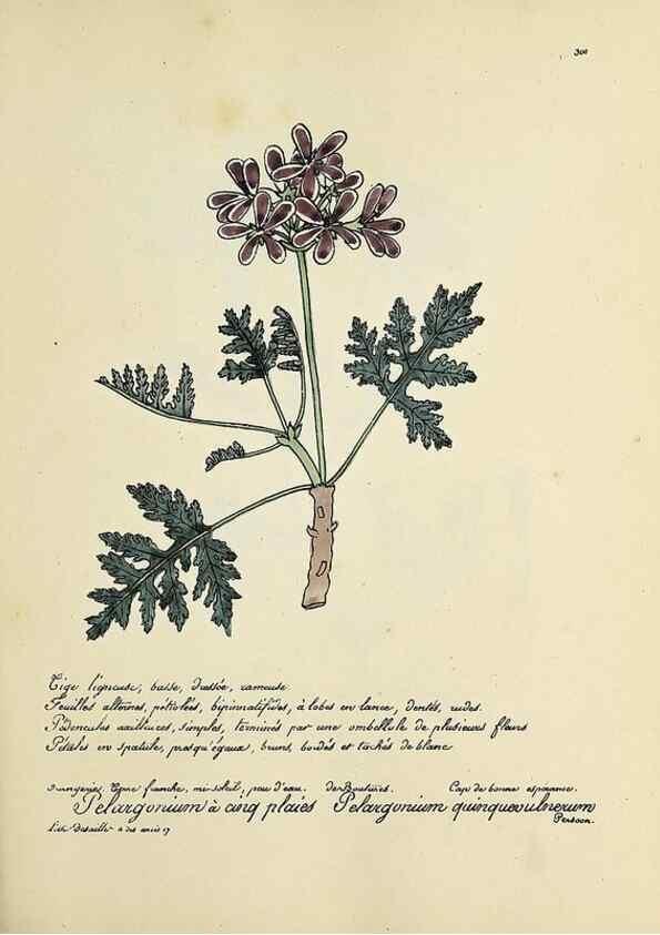 Reproducción/Reproduction 49501383681: Flore universelle. Saint-Denis :Au Bureau et chez Meilhac :[1848]-[1849]. 