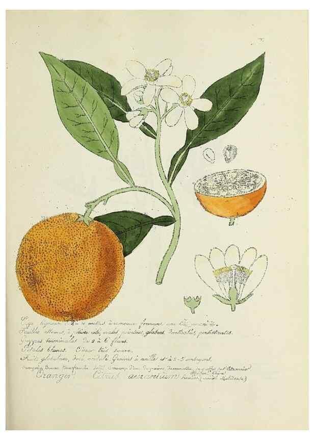 Reproducción/Reproduction 49501607502: Flore universelle. Saint-Denis :Au Bureau et chez Meilhac :[1848]-[1849]. 