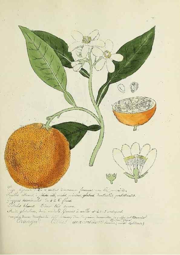 Reproducción/Reproduction 49501607502: Flore universelle. Saint-Denis :Au Bureau et chez Meilhac :[1848]-[1849]. 