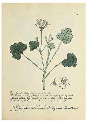 Reproducción/Reproduction 49500878138: Flore universelle. Saint-Denis :Au Bureau et chez Meilhac :[1848]-[1849]. 