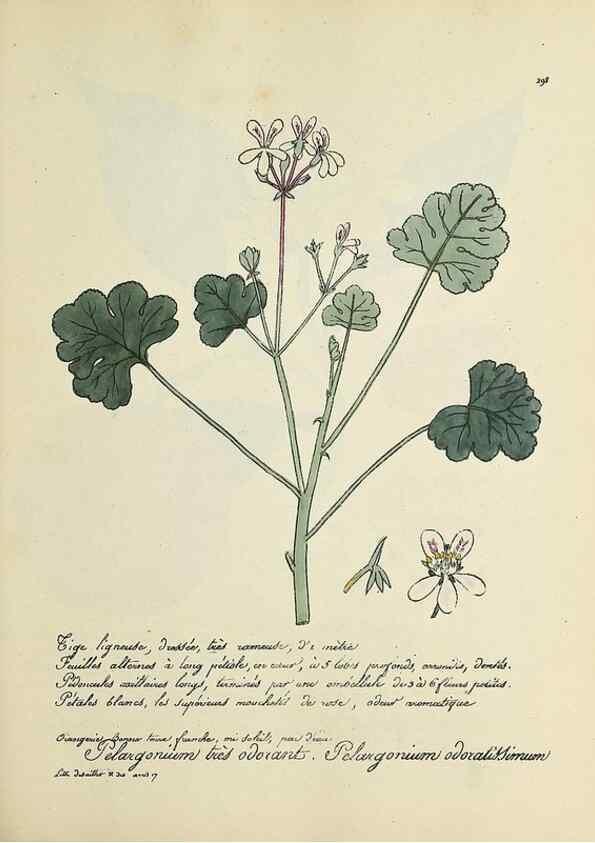 Reproducción/Reproduction 49500878138: Flore universelle. Saint-Denis :Au Bureau et chez Meilhac :[1848]-[1849]. 