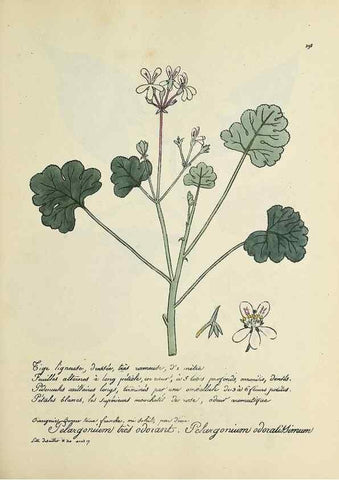 Reproducción/Reproduction 49500878138: Flore universelle. Saint-Denis :Au Bureau et chez Meilhac :[1848]-[1849]. 