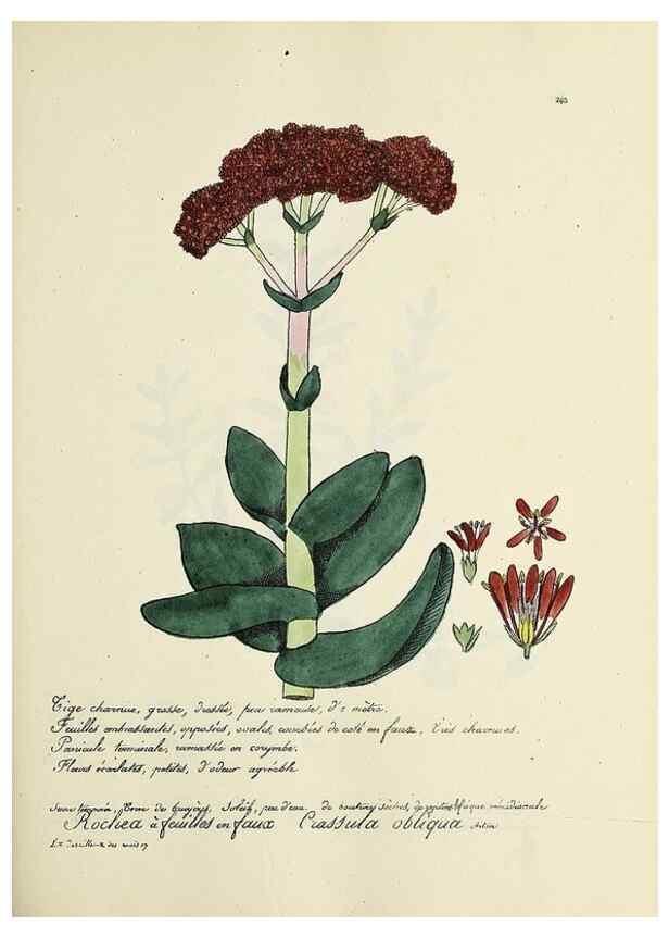 Reproducción/Reproduction 49501588757: Flore universelle. Saint-Denis :Au Bureau et chez Meilhac :[1848]-[1849]. 