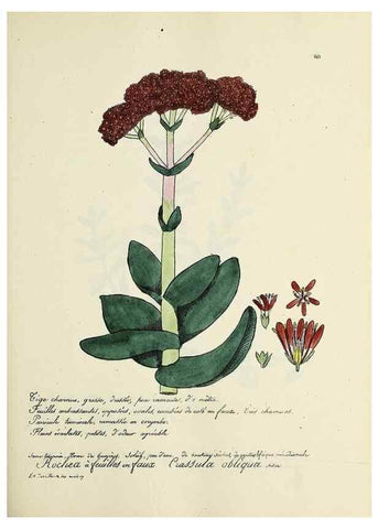 Reproducción/Reproduction 49501588757: Flore universelle. Saint-Denis :Au Bureau et chez Meilhac :[1848]-[1849]. 