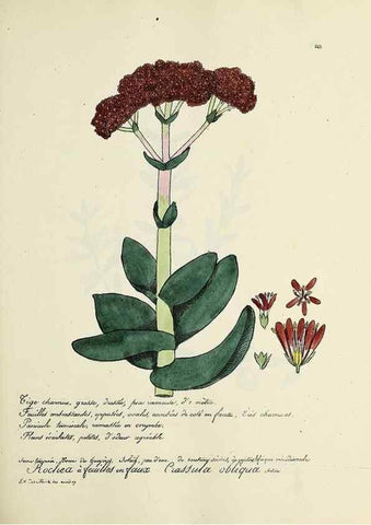 Reproducción/Reproduction 49501588757: Flore universelle. Saint-Denis :Au Bureau et chez Meilhac :[1848]-[1849]. 