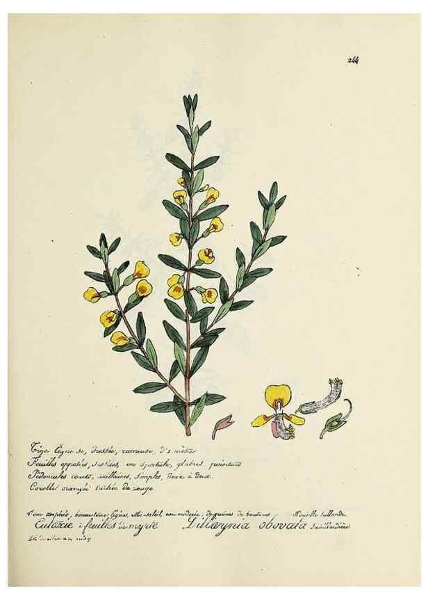 Reproducción/Reproduction 49500860453: Flore universelle. Saint-Denis :Au Bureau et chez Meilhac :[1848]-[1849]. 