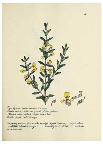 Reproducción/Reproduction 49500860453: Flore universelle. Saint-Denis :Au Bureau et chez Meilhac :[1848]-[1849]. 