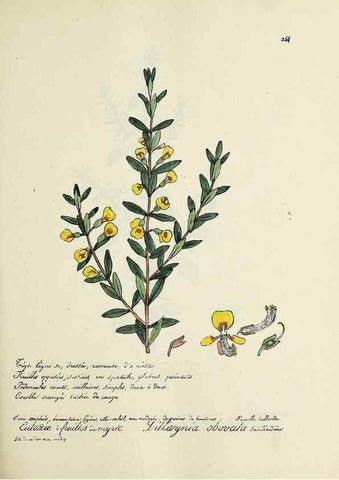 Reproducción/Reproduction 49500860453: Flore universelle. Saint-Denis :Au Bureau et chez Meilhac :[1848]-[1849]. 