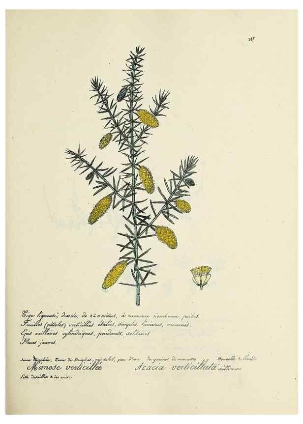 Reproducción/Reproduction 49501589132: Flore universelle. Saint-Denis :Au Bureau et chez Meilhac :[1848]-[1849]. 